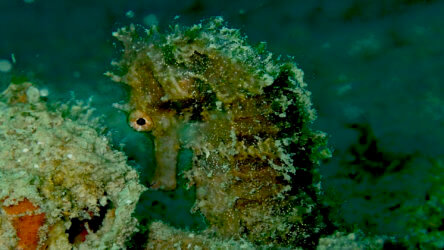 hedgehog seahorse