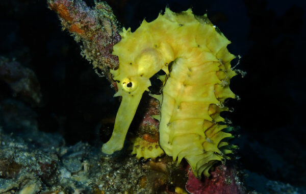 thorny seahorses in phuket