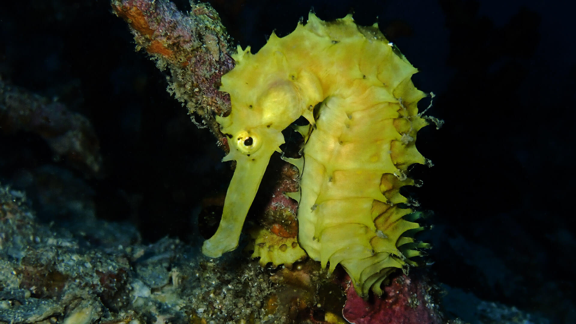 Seahorses In Phuket