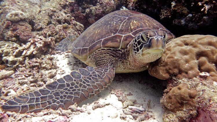 green turtle chilling on the reef