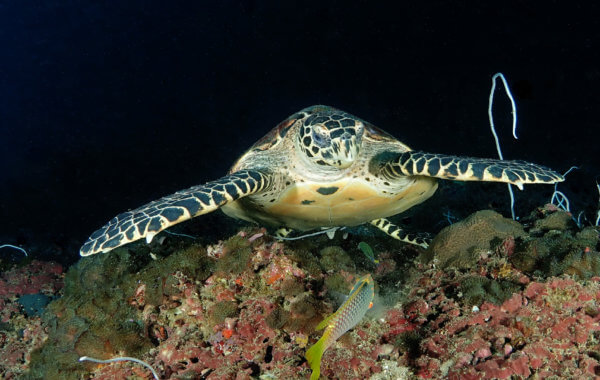 a hawksbill turtle in phuket