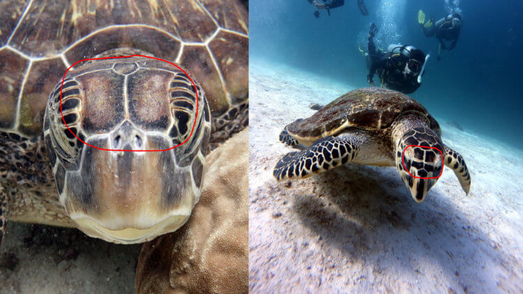 the difference between green and hawksbill turtles