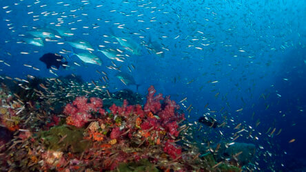 similan islands diving