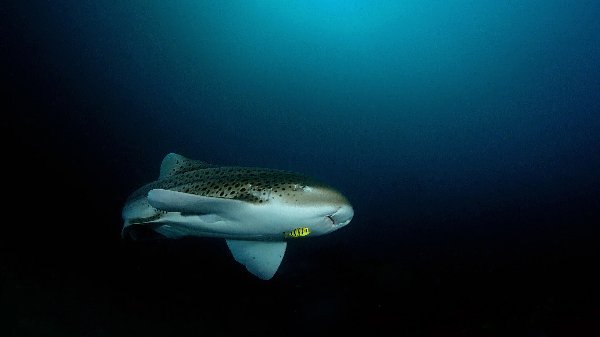 Leopard Sharks In Phuket