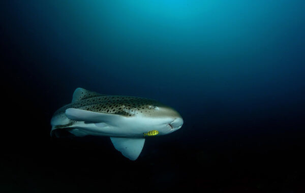 leopard sharks can be found in phuket