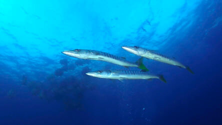 barracuda on one of our phuket scuba diving tours