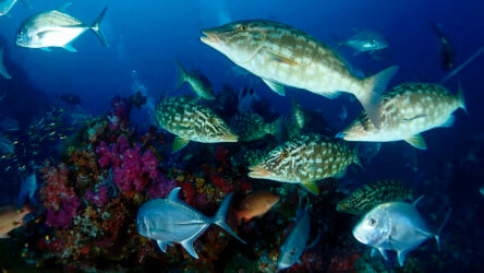 hunting packs of predators at richelieu rock