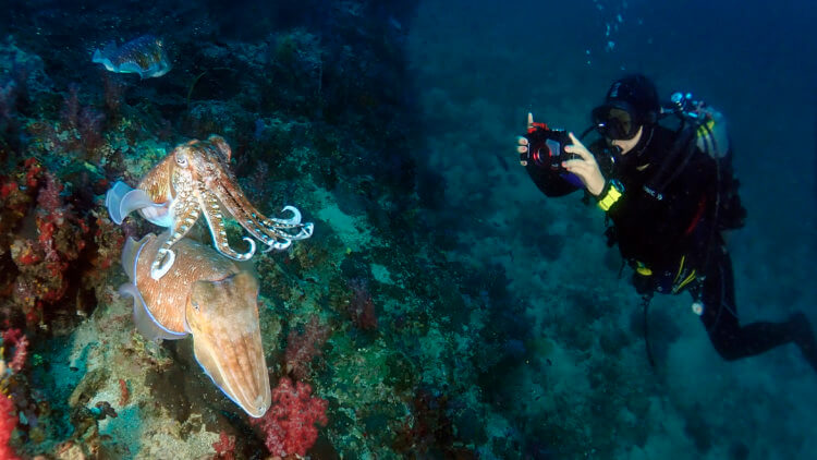 pharoah cuttlefish at richelieu rock