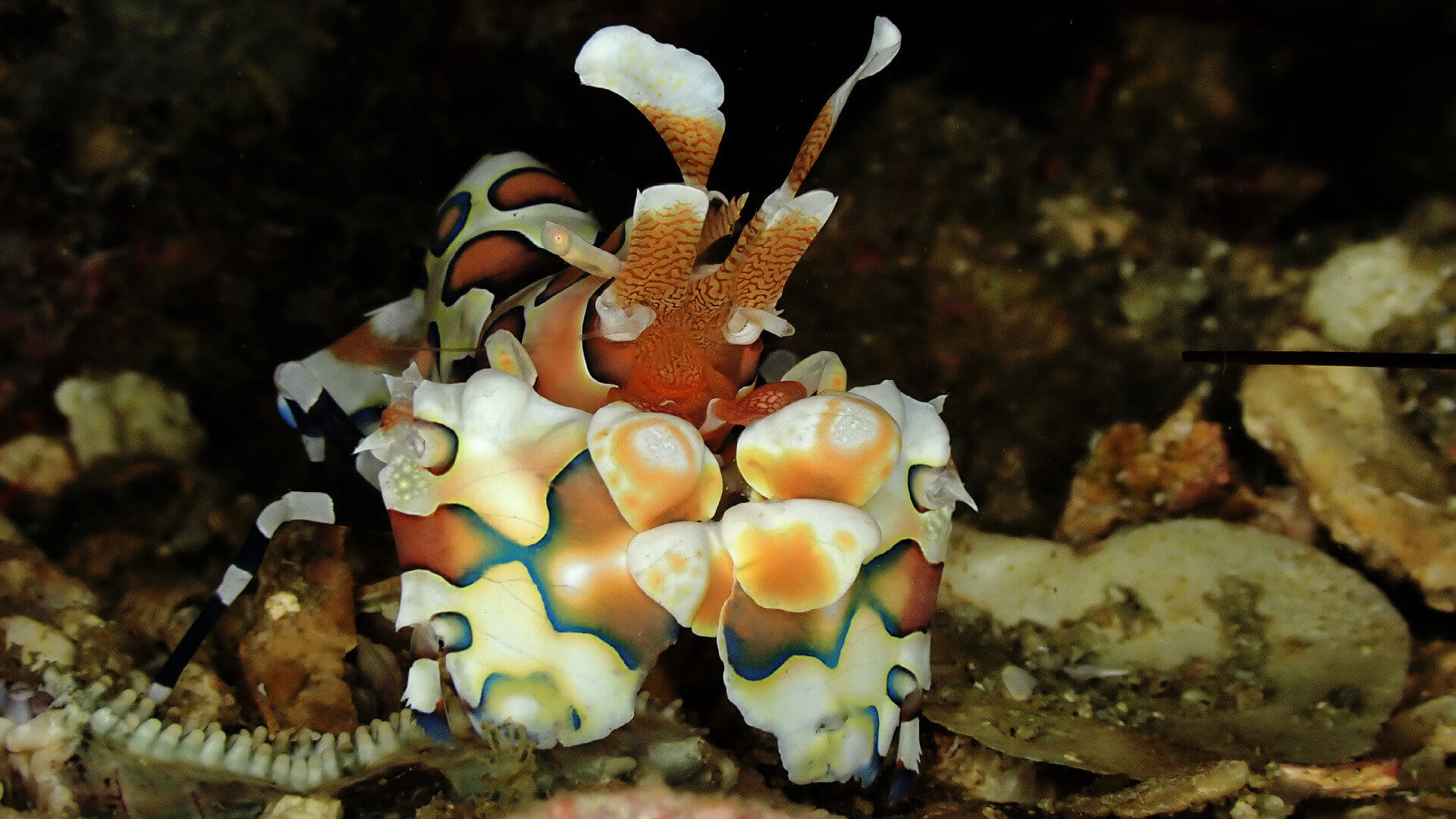Harlequin Shrimp – Thailand’s Cruel Crustacean