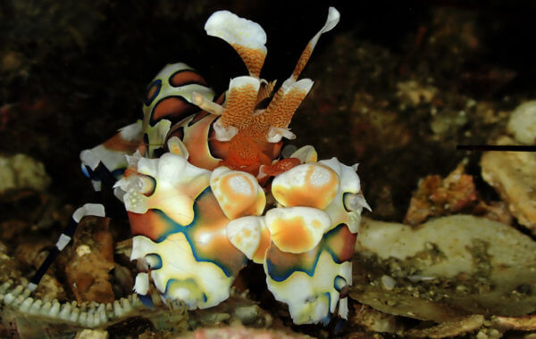 harlequin shrimp are without question the most beautiful crustacean