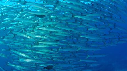 schooling barracuda in the similan islands national park