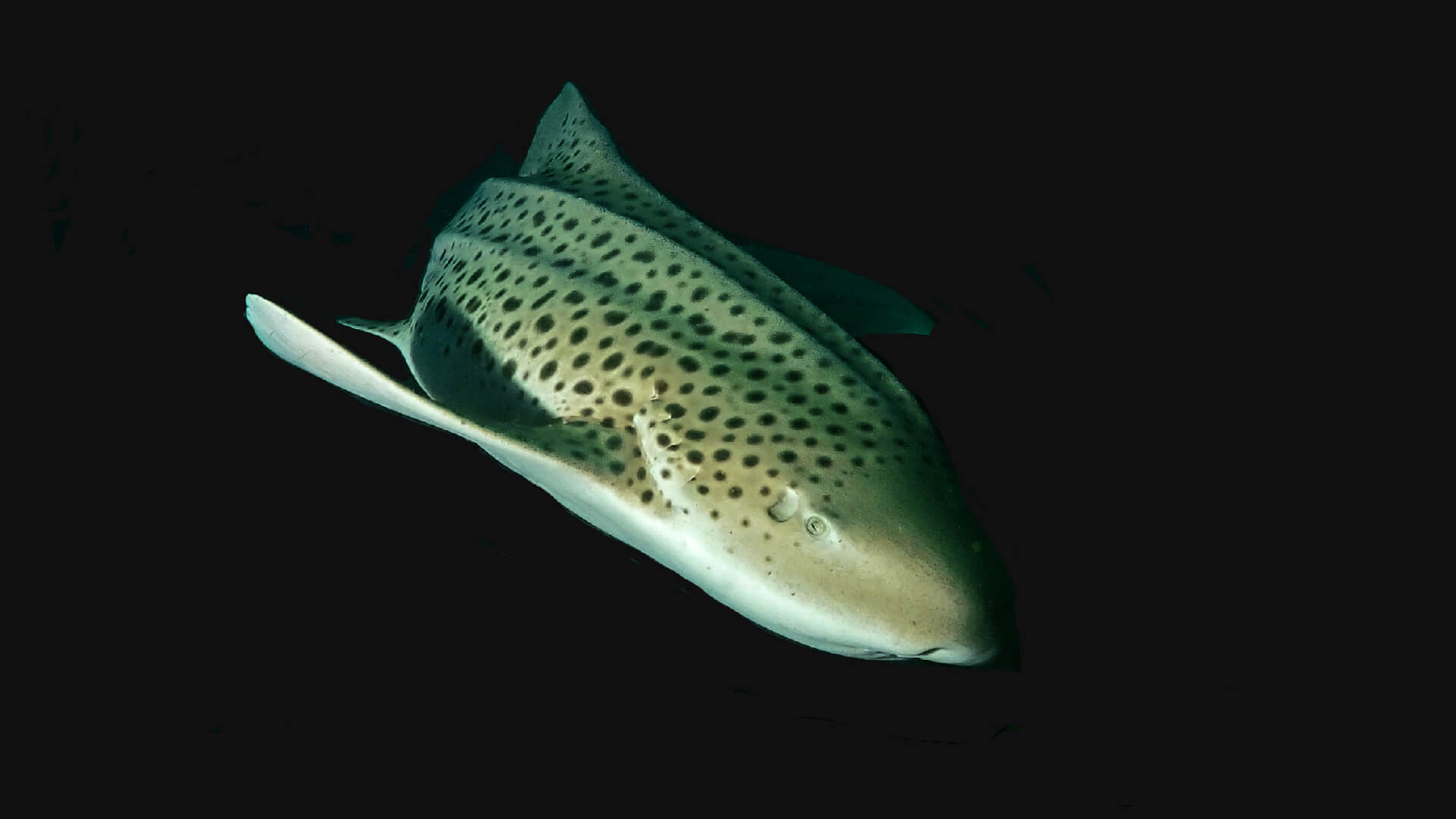 frequent leopard shark sightings in phuket
