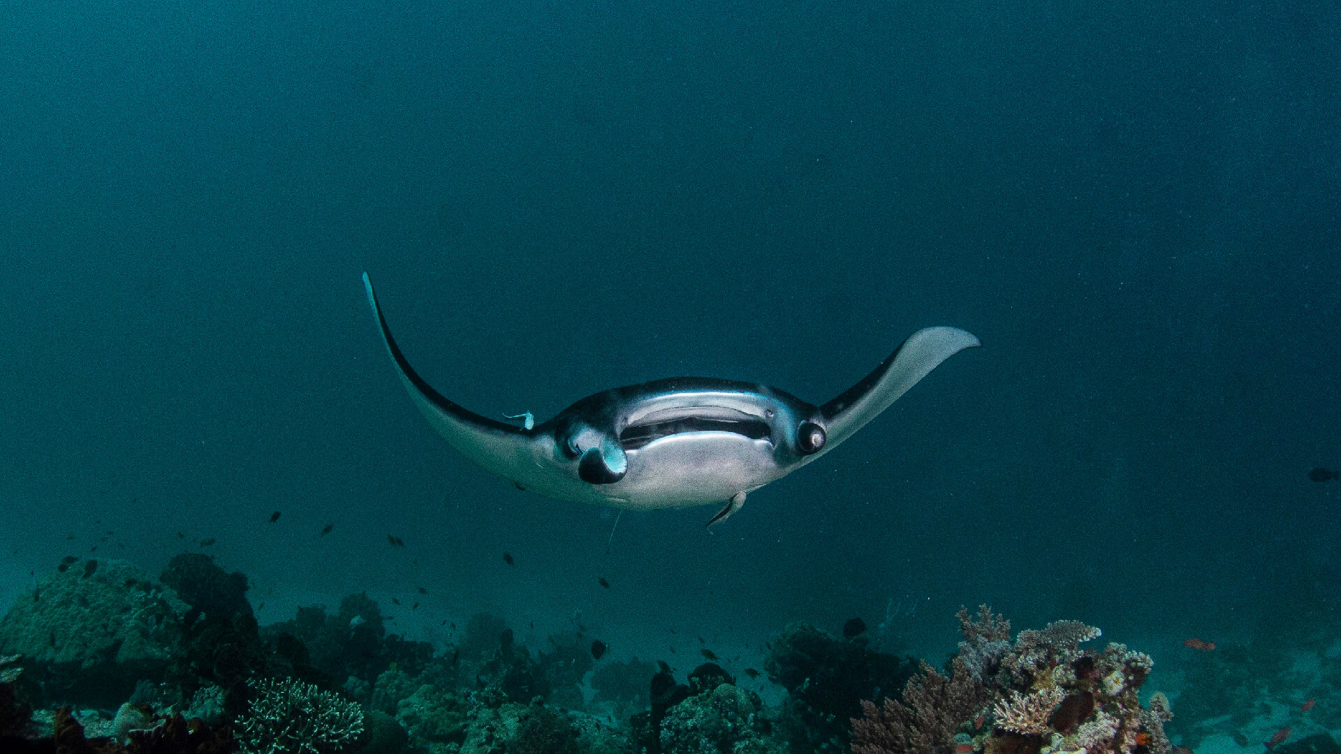 the mantas at koh bon make it third on the list of similans islands best dive sites