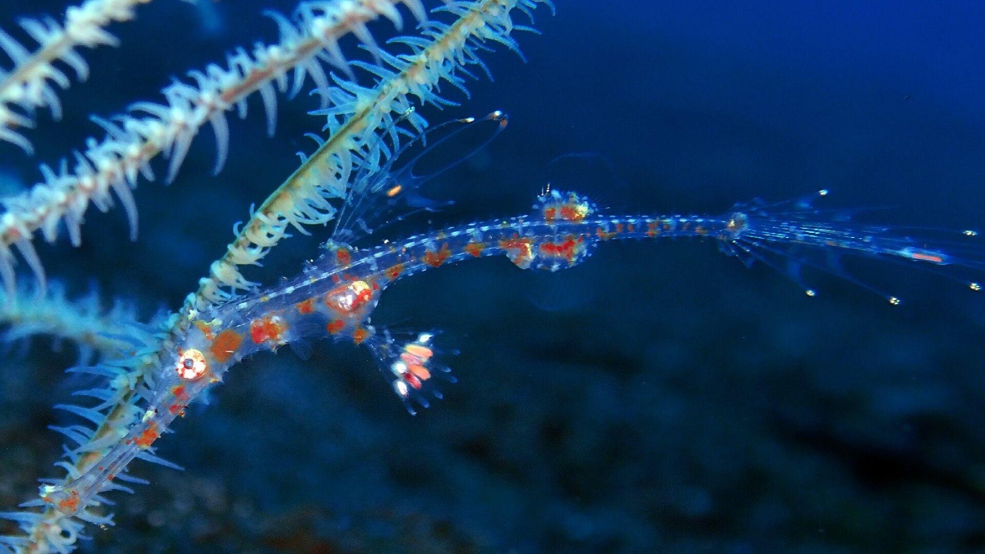 translucent juvenile ornate ghost pipefish