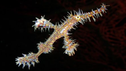 male ornate ghost pipefish