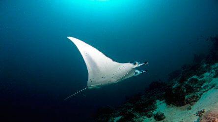 phuket manta rays are an exciting encounter