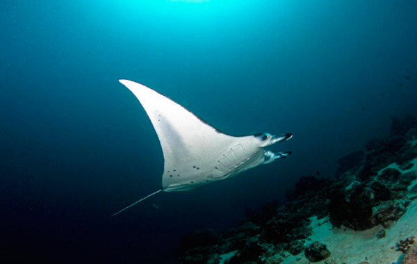 phuket manta rays are an exciting encounter