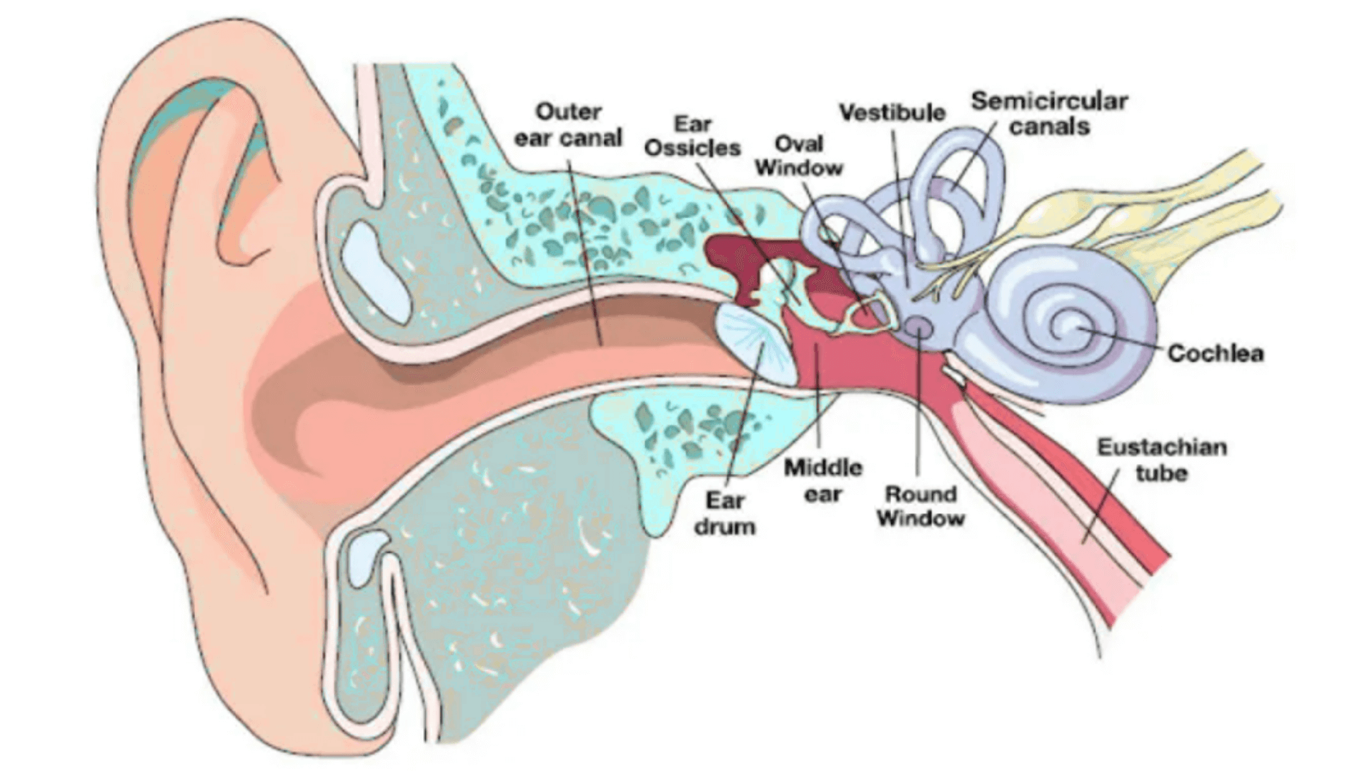 a diagram of the ear and how scuba diving affects it