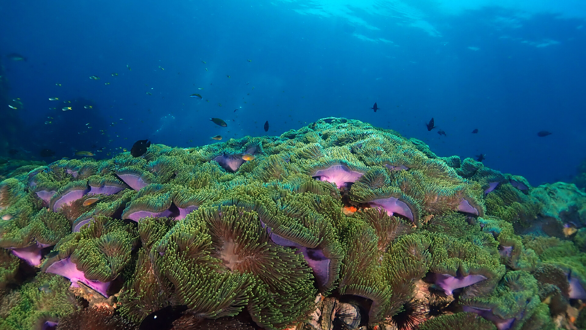 a minefield of anemones