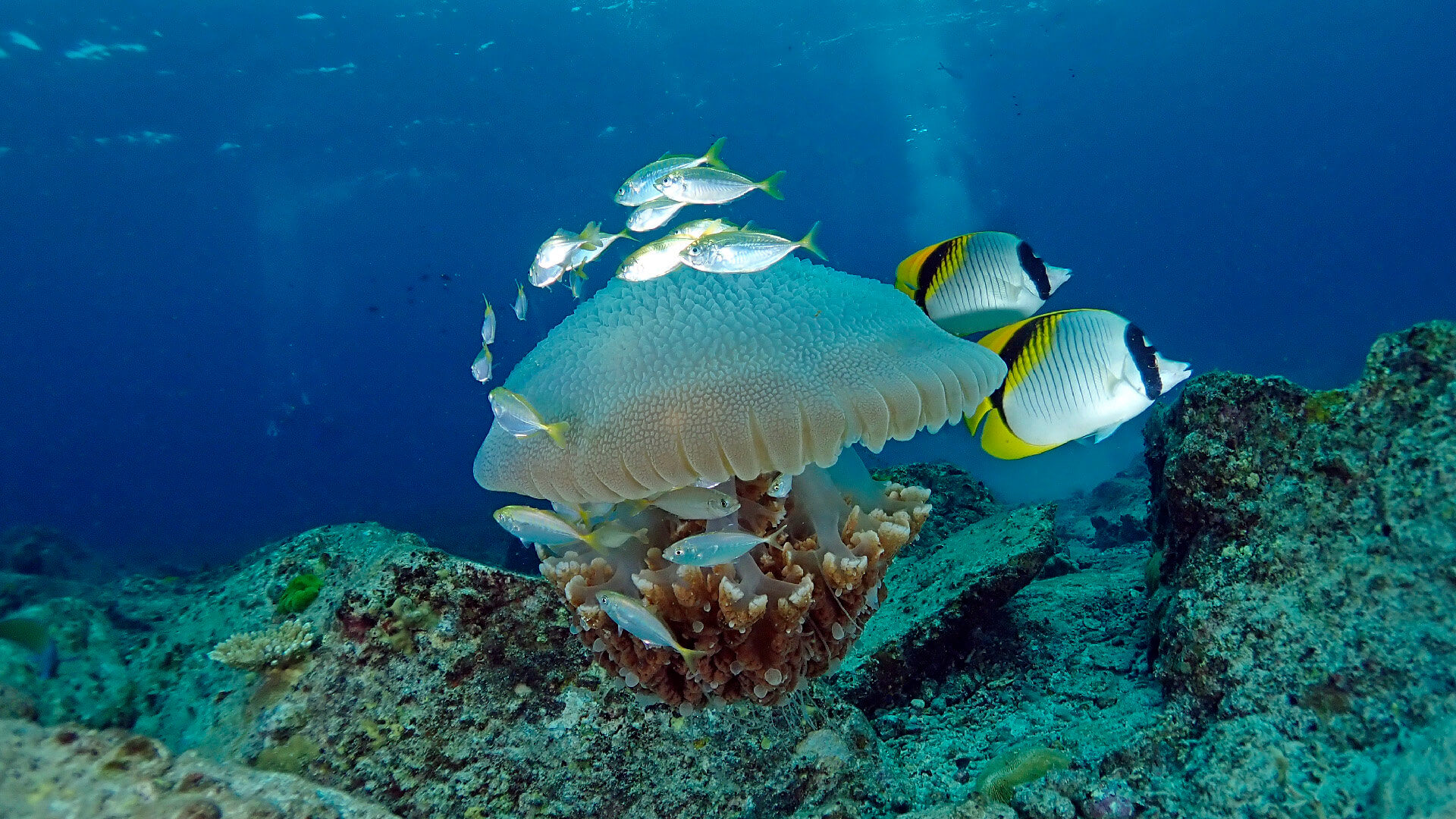 How to Treat Jellyfish And Coral Stings