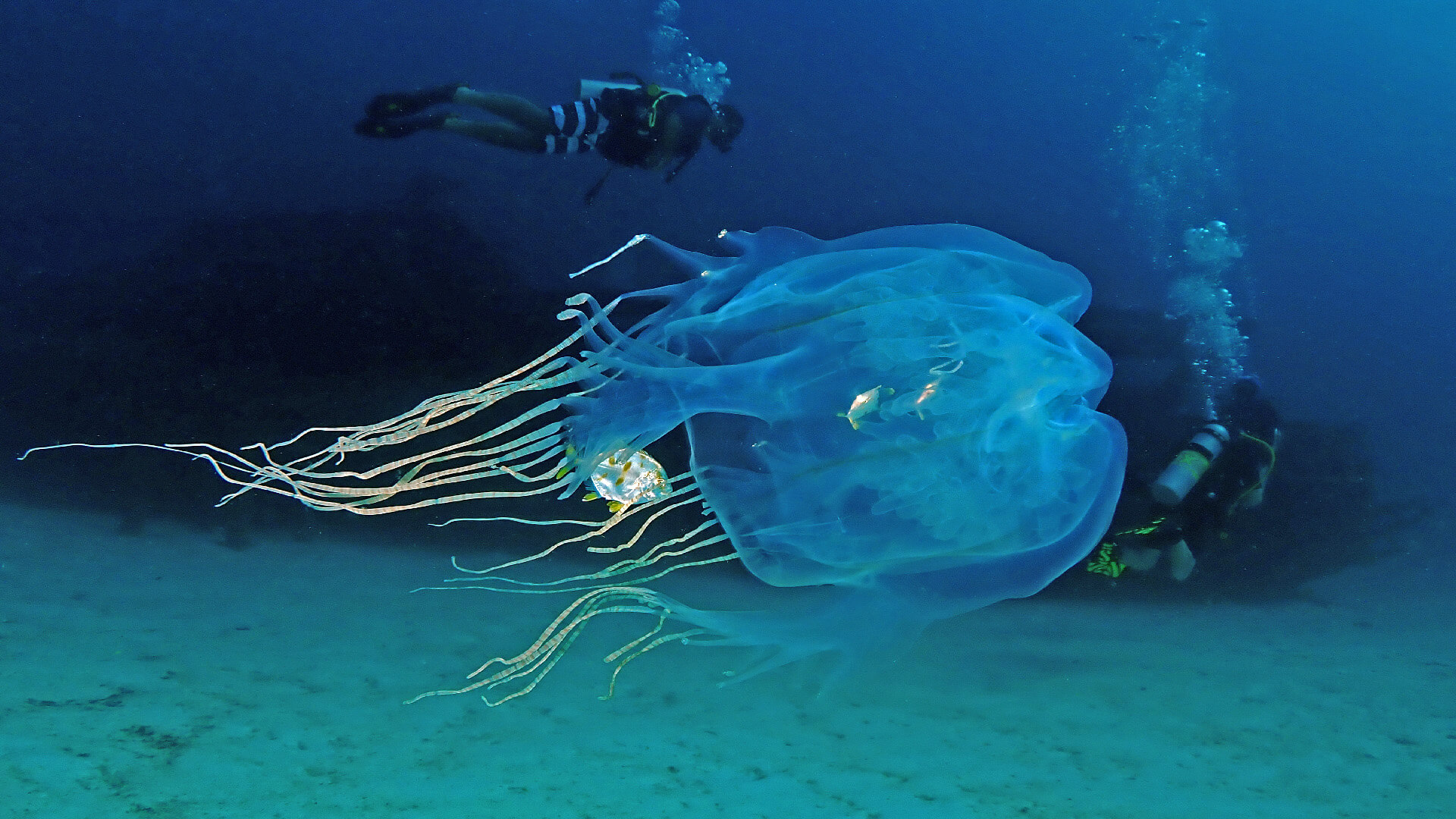 rare sighting of a box jellyfish at racha yai