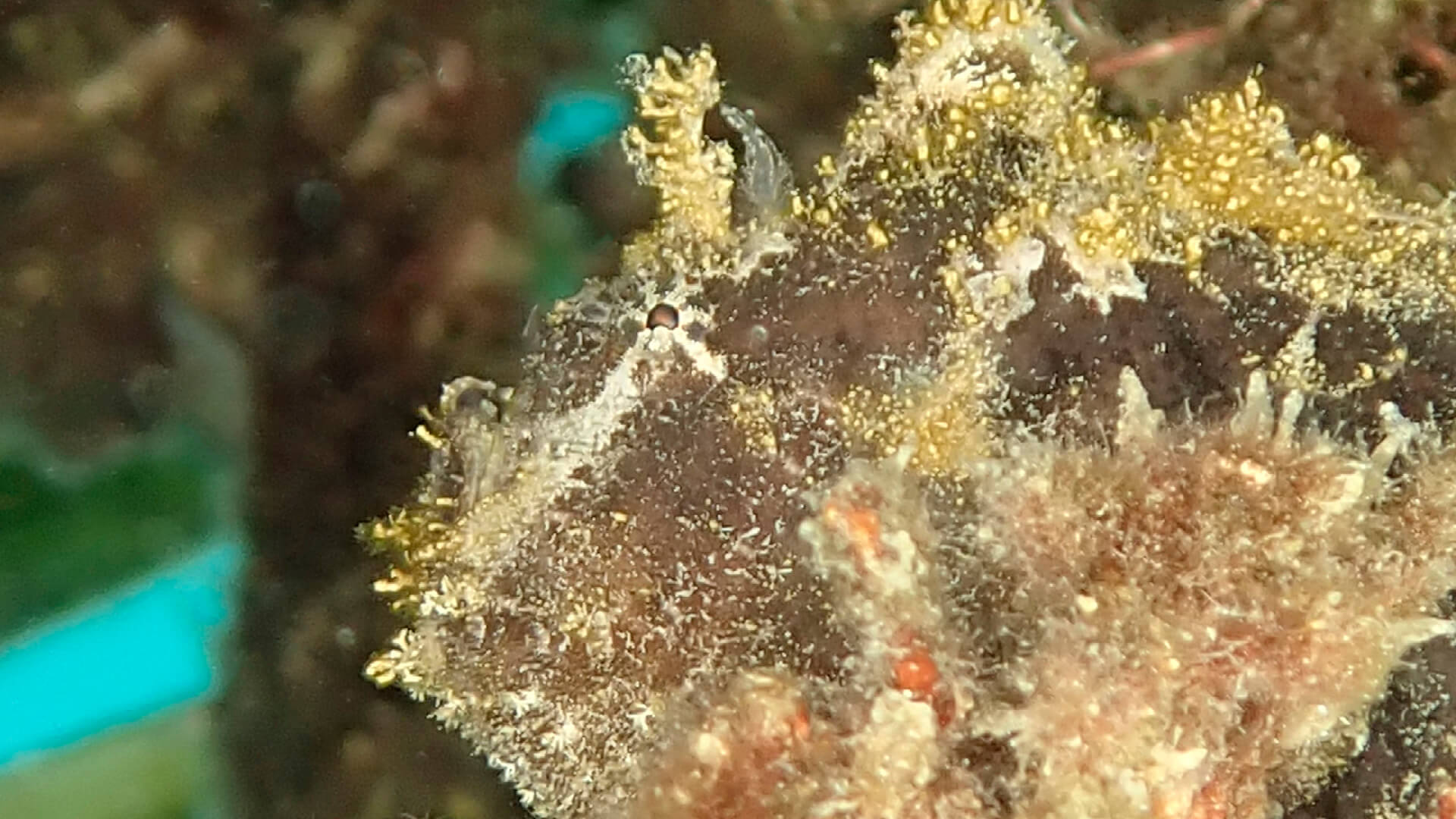 the frogfish would be almost impossible to see without a light source in your diving kit