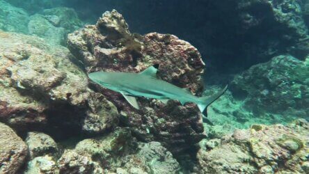 blacktip reef shark koh phi phi
