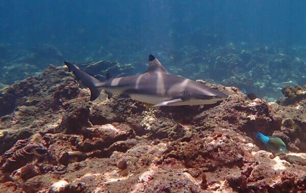 blacktip reef shark at koh bid nok