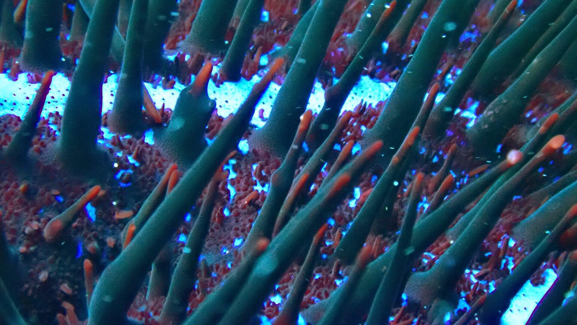 close up of the venomous spines on the crown of thorns starfish