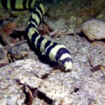 Banded Snake Eel - Local Dive Thailand