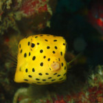 the intoxicating yellow boxfish