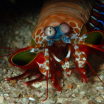 peacock mantis shrimp - local dive thailand