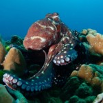 reef octopus - local dive thailand