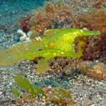 male and female robust ghost pipefish