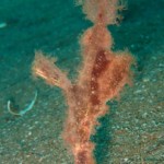 rough snout ghost pipefish