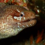 bar tailed moray eel (Gymnothorax zonipectis)