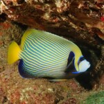 emperor angelfish (Pomacanthus imperator)
