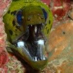 fimbriated moray eel (Gymnothorax fimbriatus)