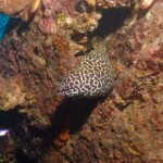 honeycomb moray eel (Gymnothorax favagineus)