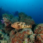 marbled grouper (Epinephelus fuscoguttatus)
