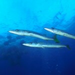 pickhandle barracuda (Sphyraena jello)