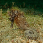 estuary seahorse (Hippocampus kuda)