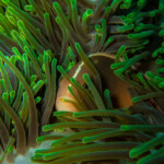 skunk anemone fish (Amphiprion akallopisos)