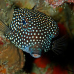 female spotted boxfish (Ostracion meleagris)