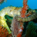 tigertail seahorse (Hippocampus comes)